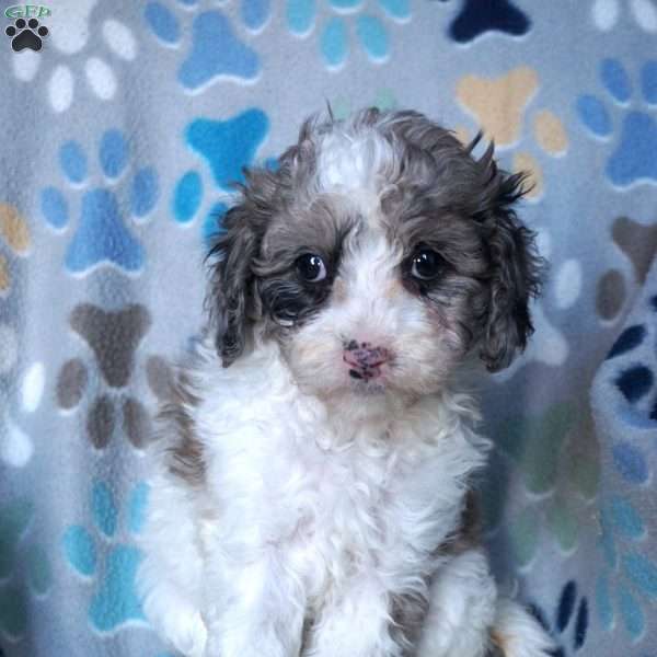 Kristi, Cavapoo Puppy