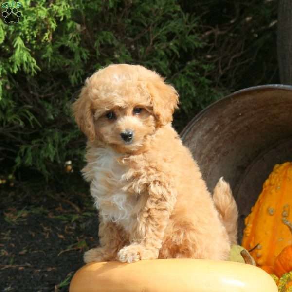 Krypto, Bich-Poo Puppy