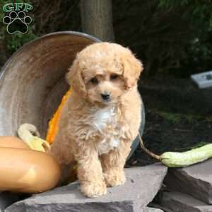 Krypto, Bich-Poo Puppy