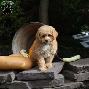 Krypto, Bich-Poo Puppy