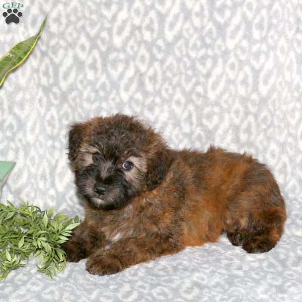 Krystal, Mini Whoodle Puppy