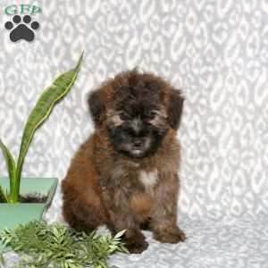 Krystal, Mini Whoodle Puppy