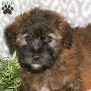 Krystal, Mini Whoodle Puppy