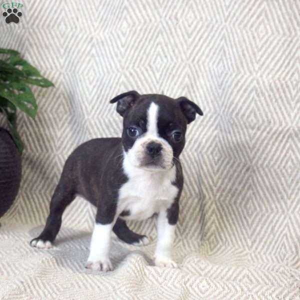 Kyla, Boston Terrier Puppy