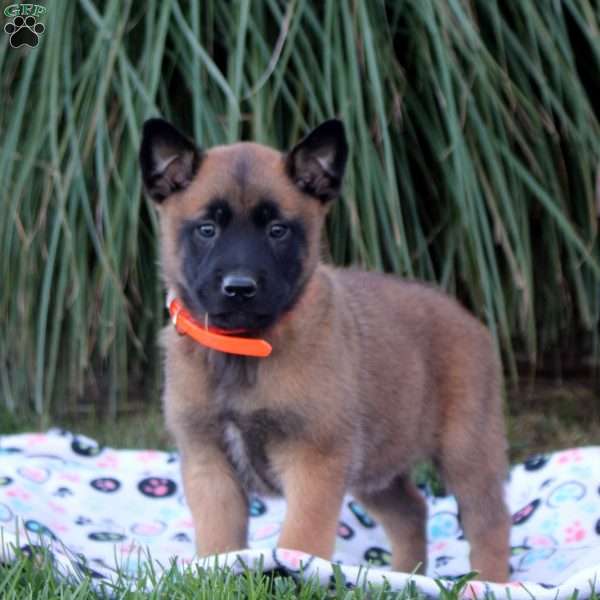 Kyle, Belgian Malinois Puppy