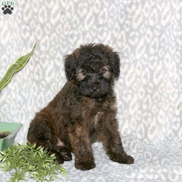 Kyle, Mini Whoodle Puppy