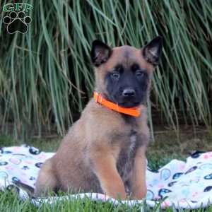 Kyle, Belgian Malinois Puppy