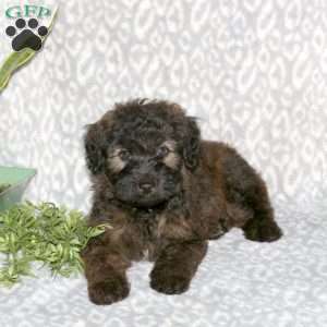 Kyle, Mini Whoodle Puppy