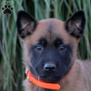 Kyle, Belgian Malinois Puppy