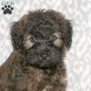 Kyle, Mini Whoodle Puppy