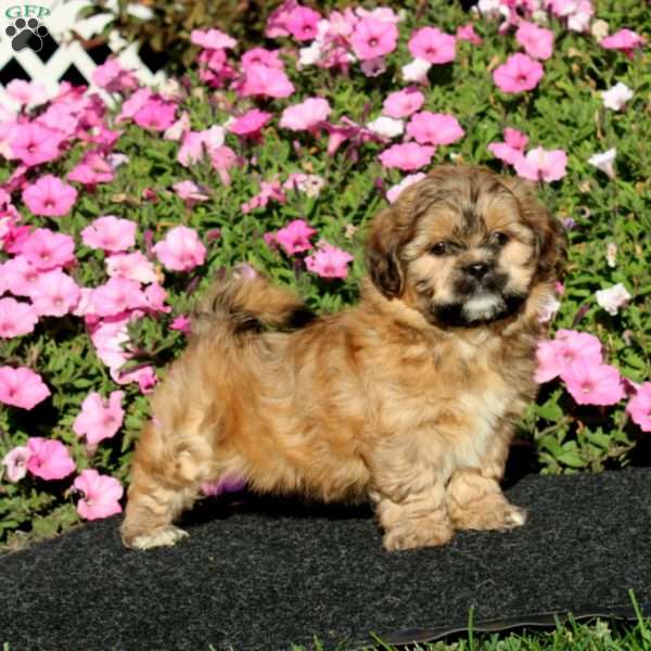 Kyle, Teddy Bear Puppy