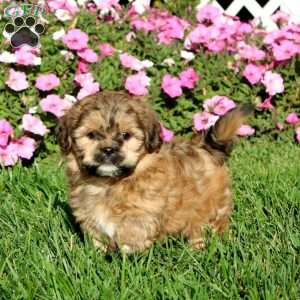 Kyle, Teddy Bear Puppy