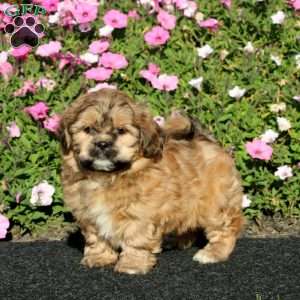 Kyle, Teddy Bear Puppy