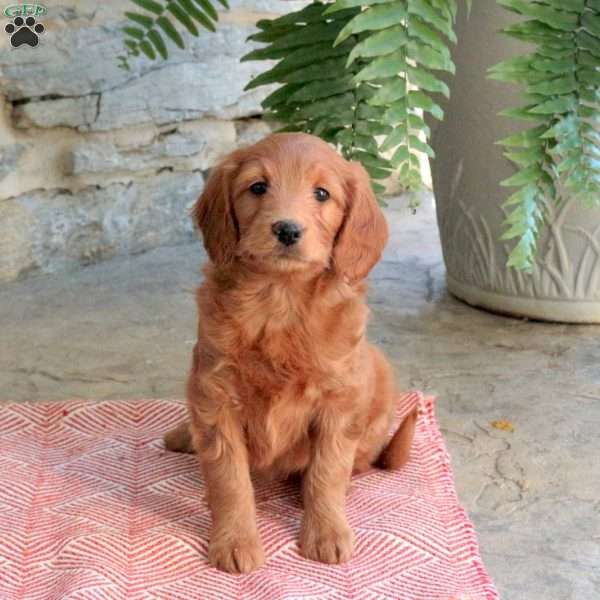 Kylie, Mini Goldendoodle Puppy