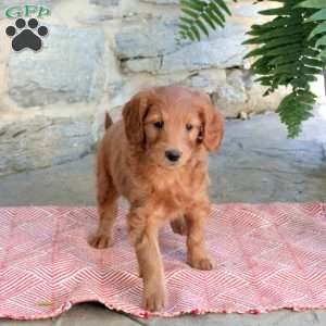 Kylie, Mini Goldendoodle Puppy