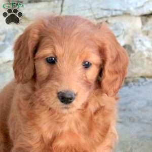 Kylie, Mini Goldendoodle Puppy