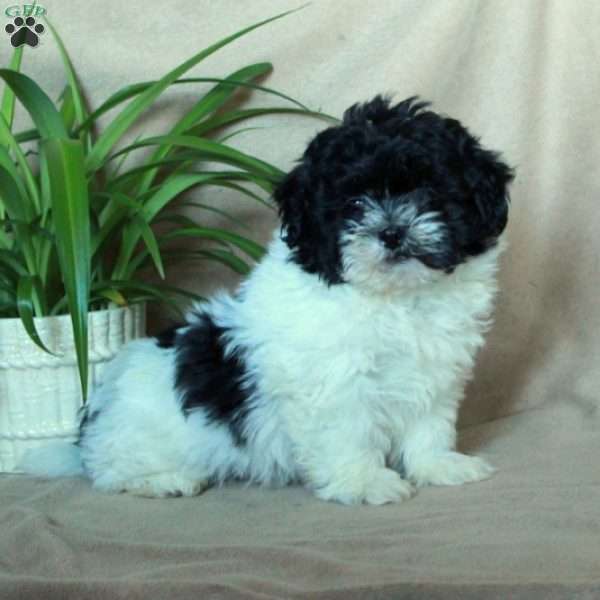 Kylo, Shih-Poo Puppy