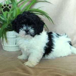 Kylo, Shih-Poo Puppy