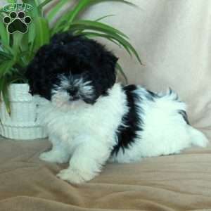 Kylo, Shih-Poo Puppy