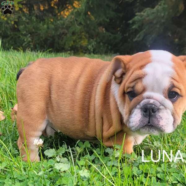 Luna, English Bulldog Puppy