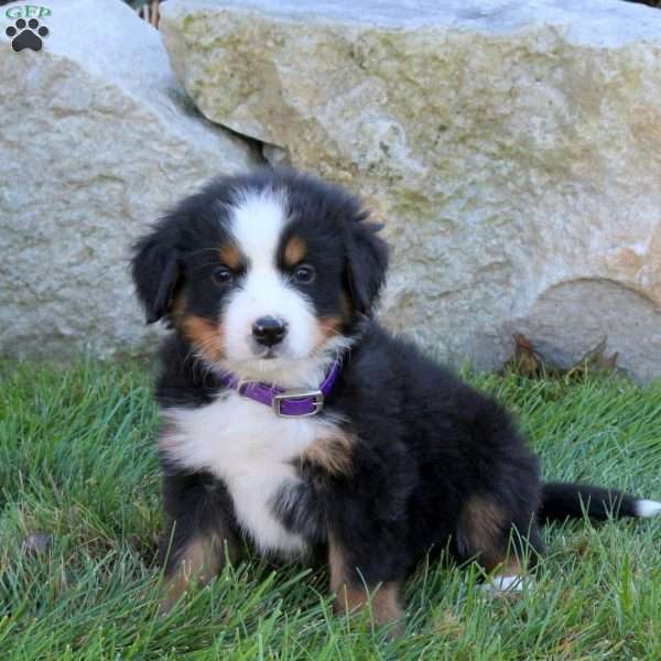 Lacey, Bernese Mountain Dog Puppy