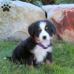 Lacey, Bernese Mountain Dog Puppy