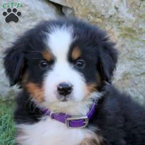 Lacey, Bernese Mountain Dog Puppy