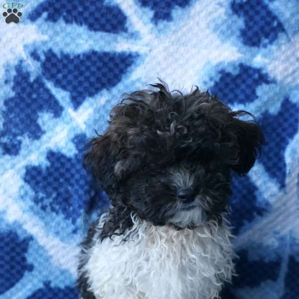Ladybug, Shih-Poo Puppy