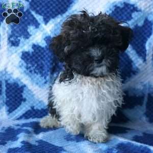 Ladybug, Shih-Poo Puppy
