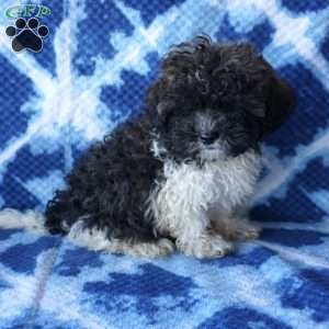Ladybug, Shih-Poo Puppy