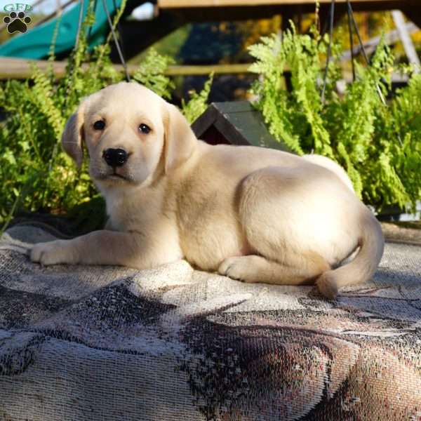 Lambchop, Yellow Labrador Retriever Puppy
