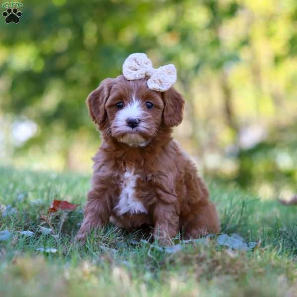 Lana, Cavapoo Puppy