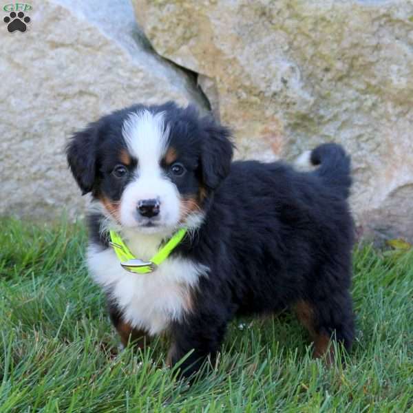 Lance, Bernese Mountain Dog Puppy