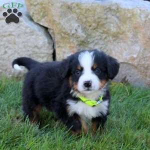 Lance, Bernese Mountain Dog Puppy