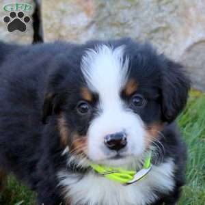 Lance, Bernese Mountain Dog Puppy