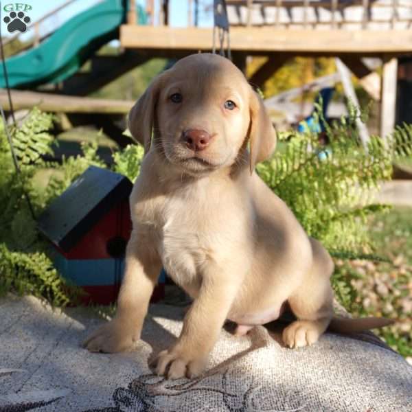 Lance, Yellow Labrador Retriever Puppy