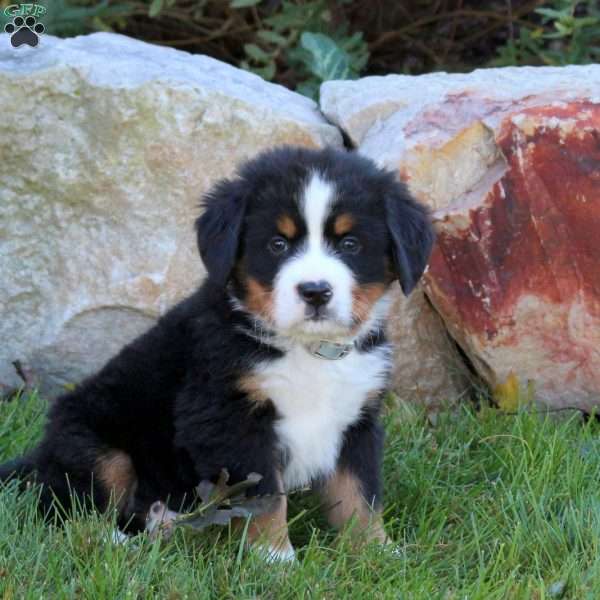 Landon, Bernese Mountain Dog Puppy