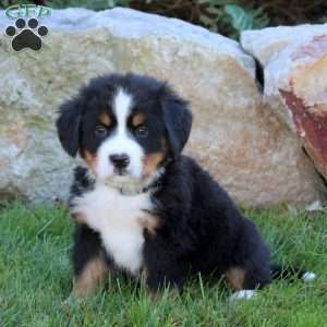 Landon, Bernese Mountain Dog Puppy