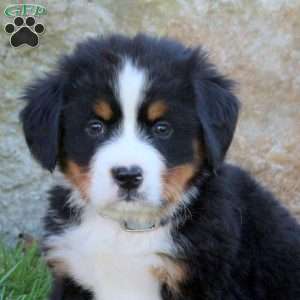 Landon, Bernese Mountain Dog Puppy