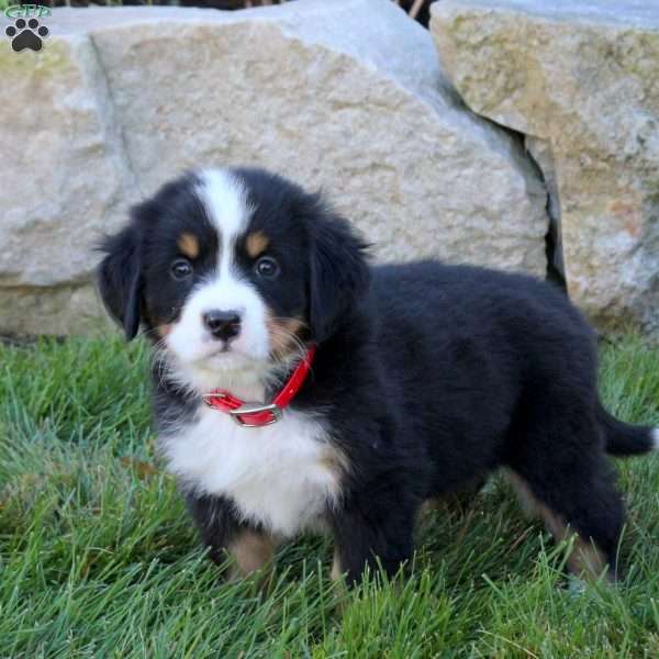 Lark, Bernese Mountain Dog Puppy