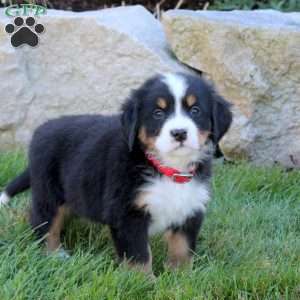 Lark, Bernese Mountain Dog Puppy