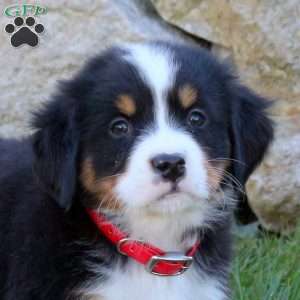 Lark, Bernese Mountain Dog Puppy