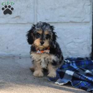 Larry, Cavapoo Puppy