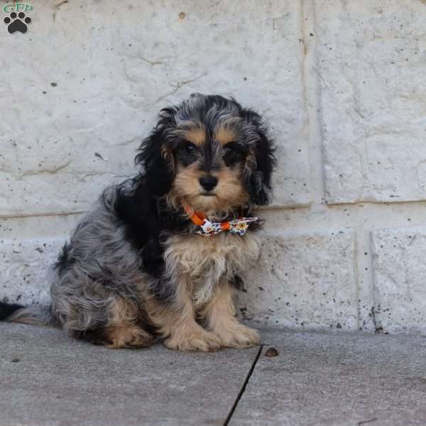 Larry, Cavapoo Puppy