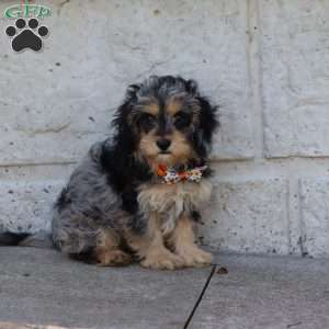 Larry, Cavapoo Puppy