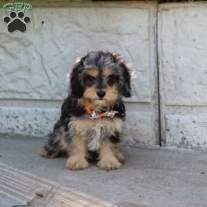 Larry, Cavapoo Puppy