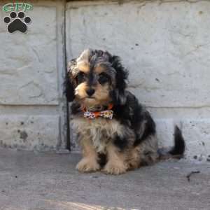 Larry, Cavapoo Puppy