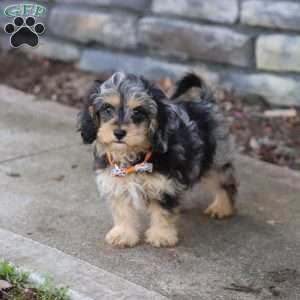 Larry, Cavapoo Puppy