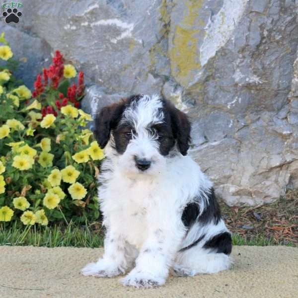 Lasso, Mini Schnoodle Puppy