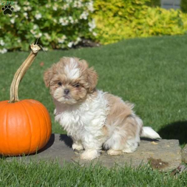 Latte, Shih Tzu Puppy
